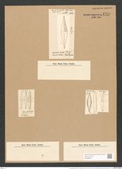 Stauroneis phoenicentrum var. lanceolata (Kuetz.) Brun. (de-Toni-Nr.: Genus 6, Species 867) Zeichnungen Sammlung Grunow Nr. 1725 (NHMW-BOT-W0368604)